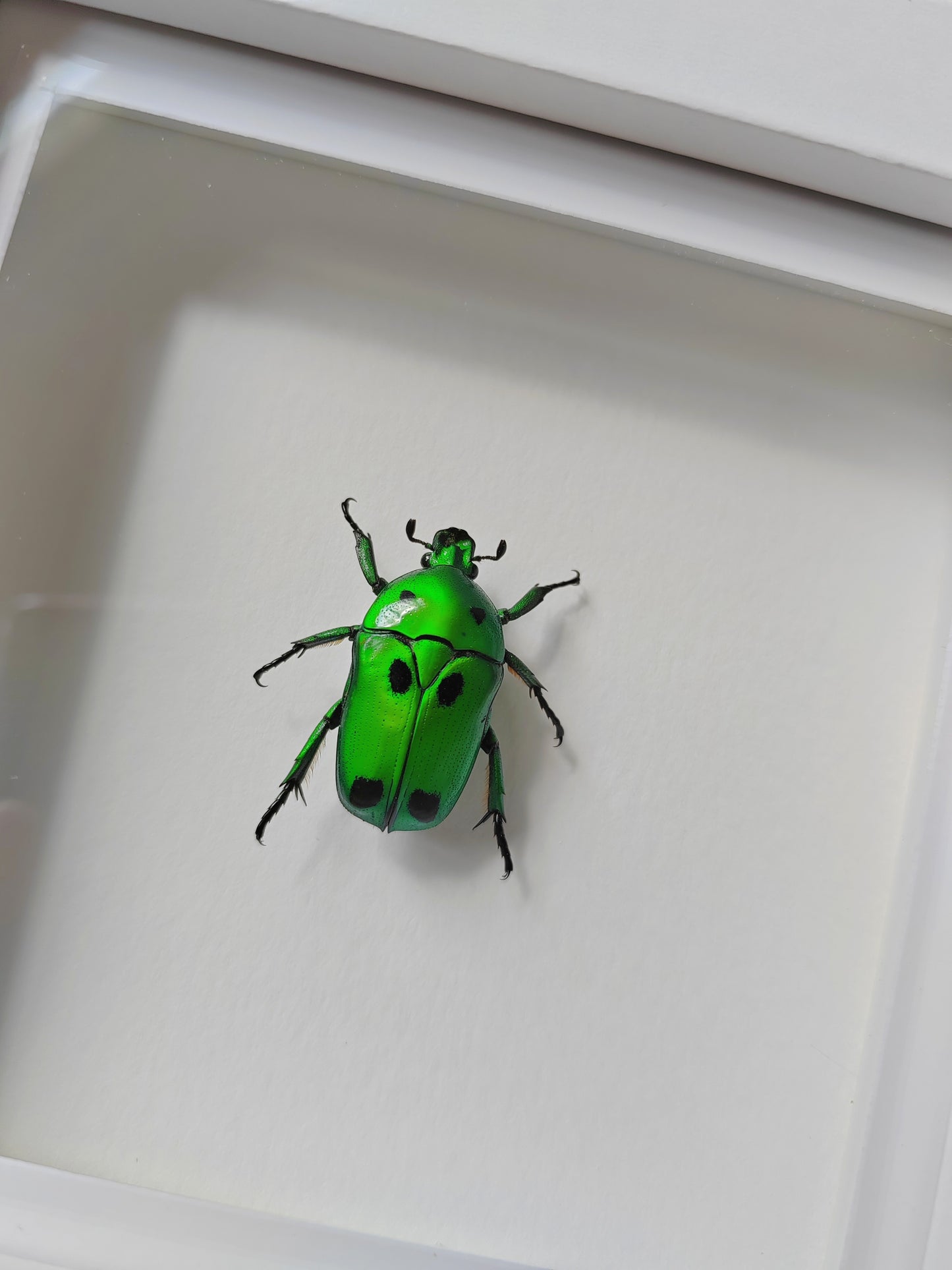 Heterorrhina sexmaculata, brilliant green chafer real framed specimen