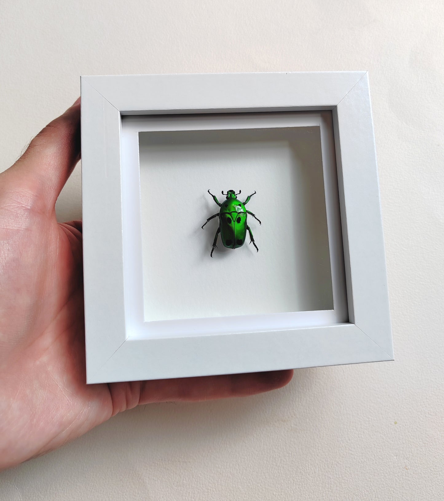 Heterorrhina sexmaculata, brilliant green chafer real framed specimen