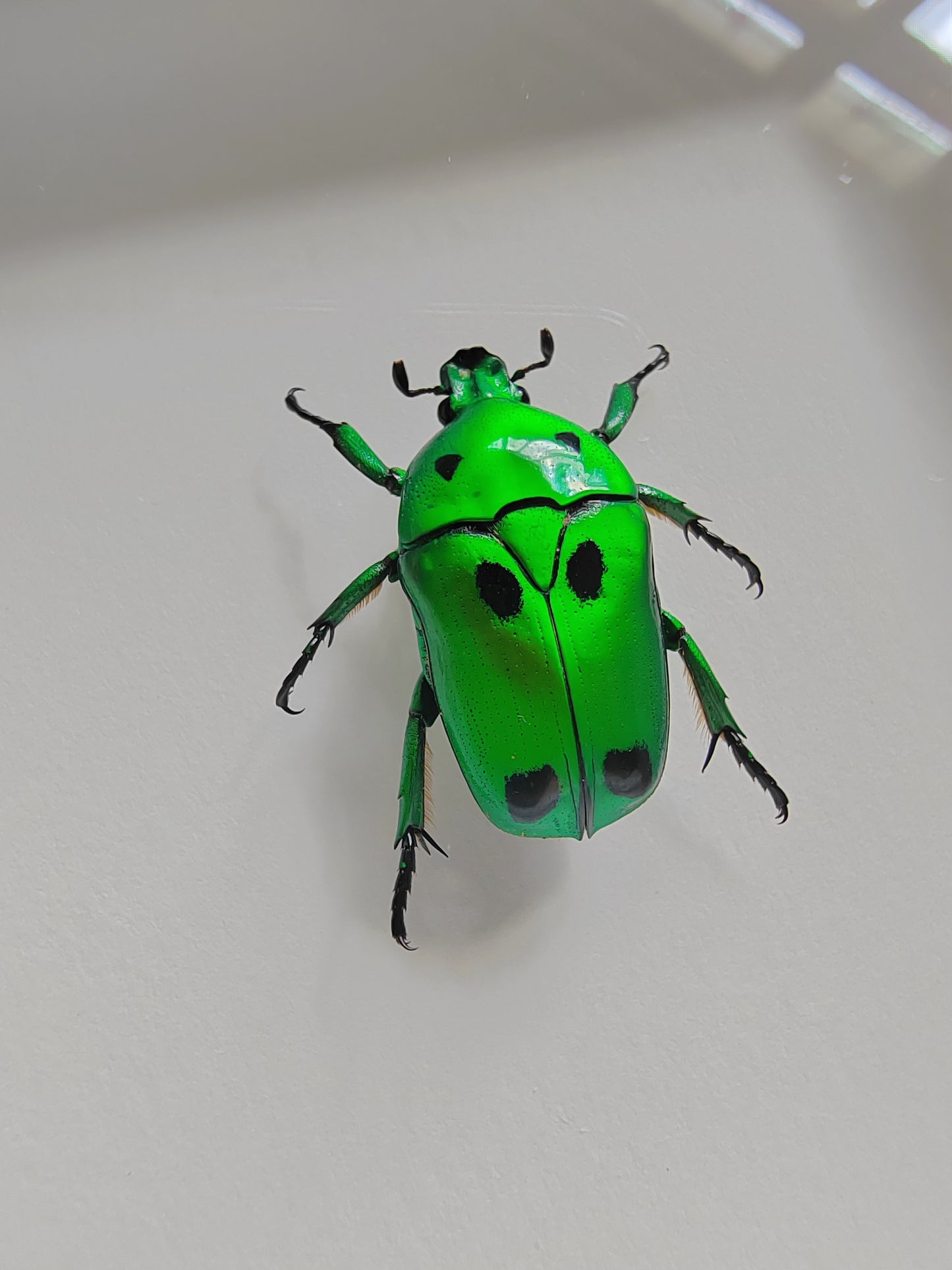 Heterorrhina sexmaculata, brilliant green chafer real framed specimen