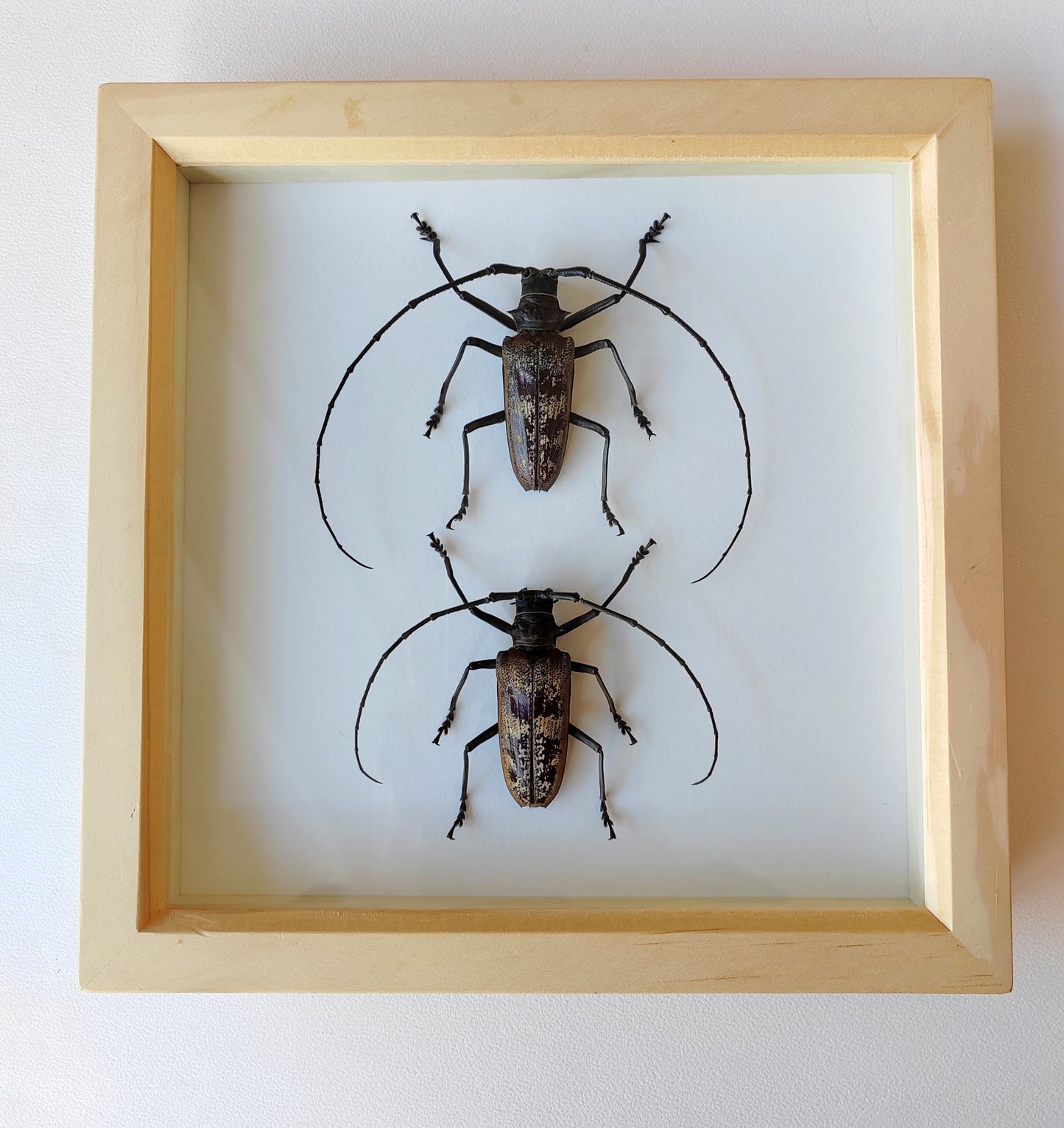 Batocera gerstaeckeri, male and female large longhorn beetle real framed specimens