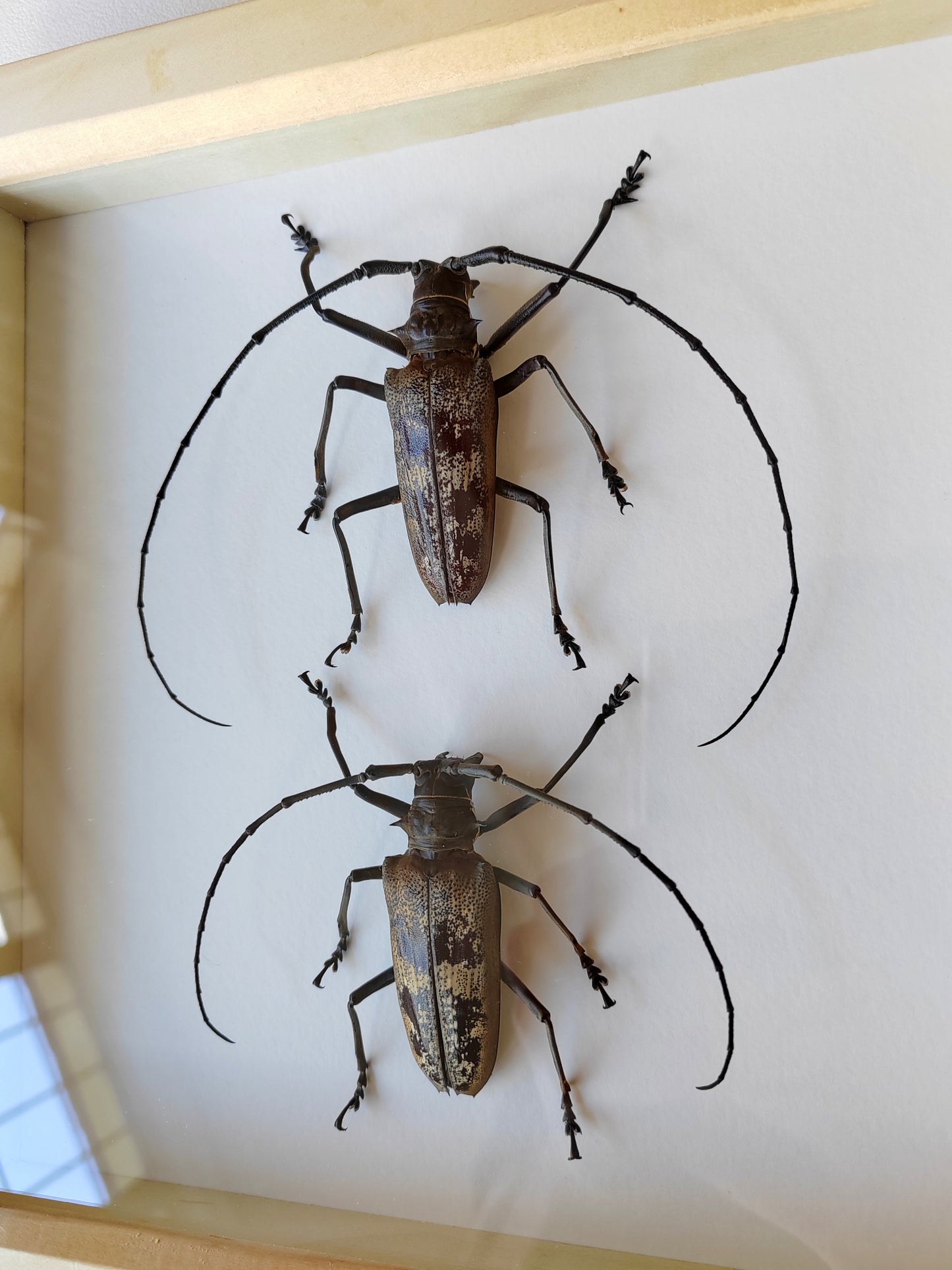 Batocera gerstaeckeri, male and female large longhorn beetle real framed specimens