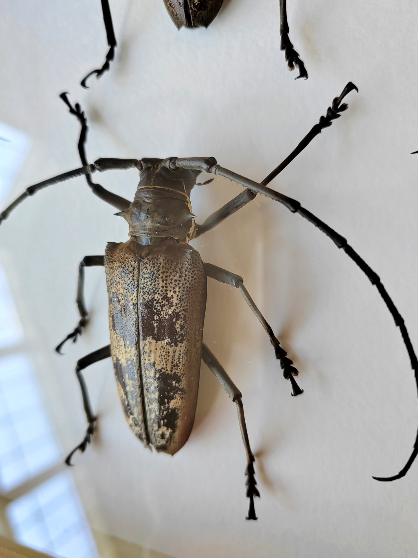 Batocera gerstaeckeri, male and female large longhorn beetle real framed specimens