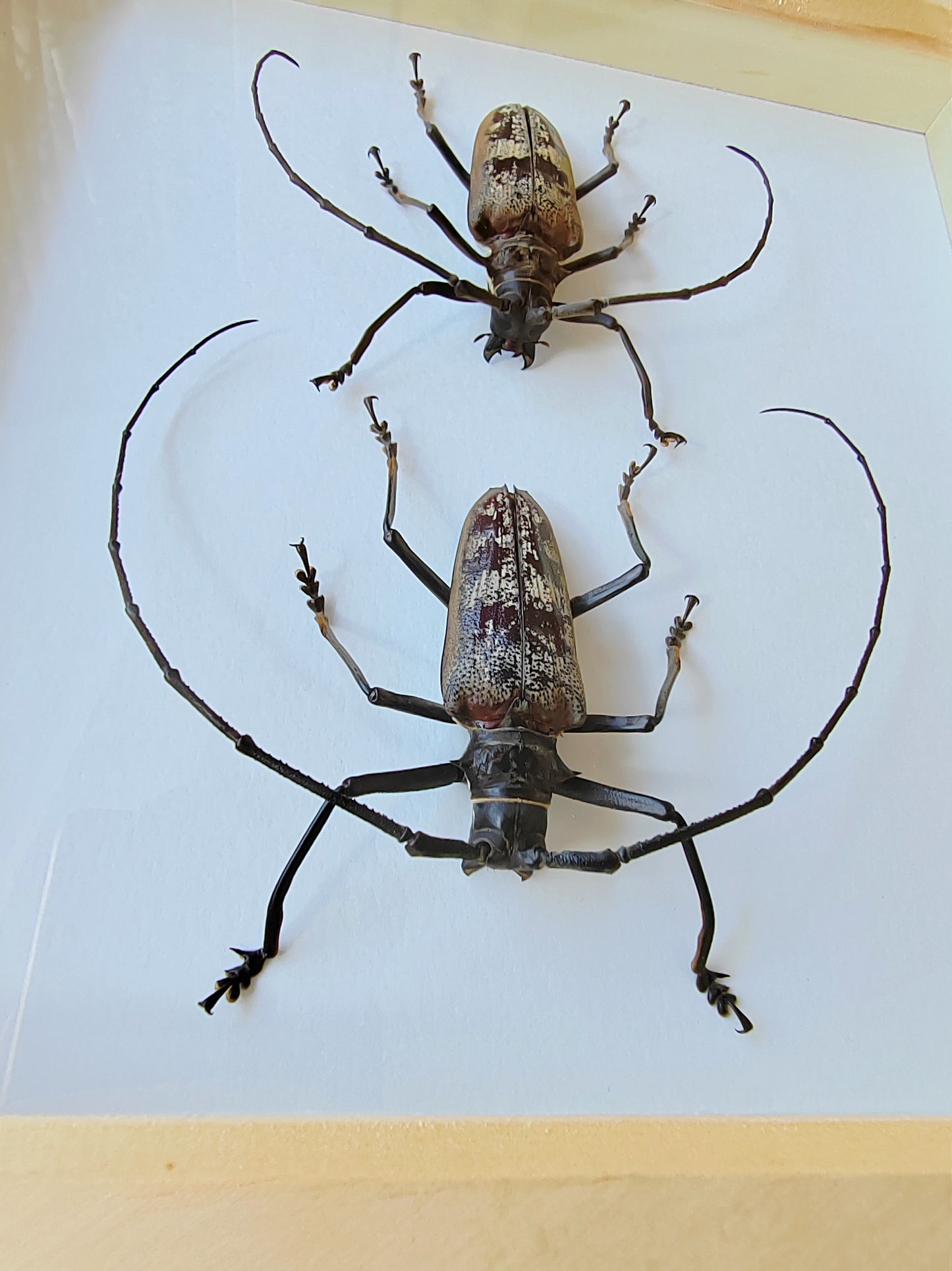 Batocera gerstaeckeri, male and female large longhorn beetle real framed specimens