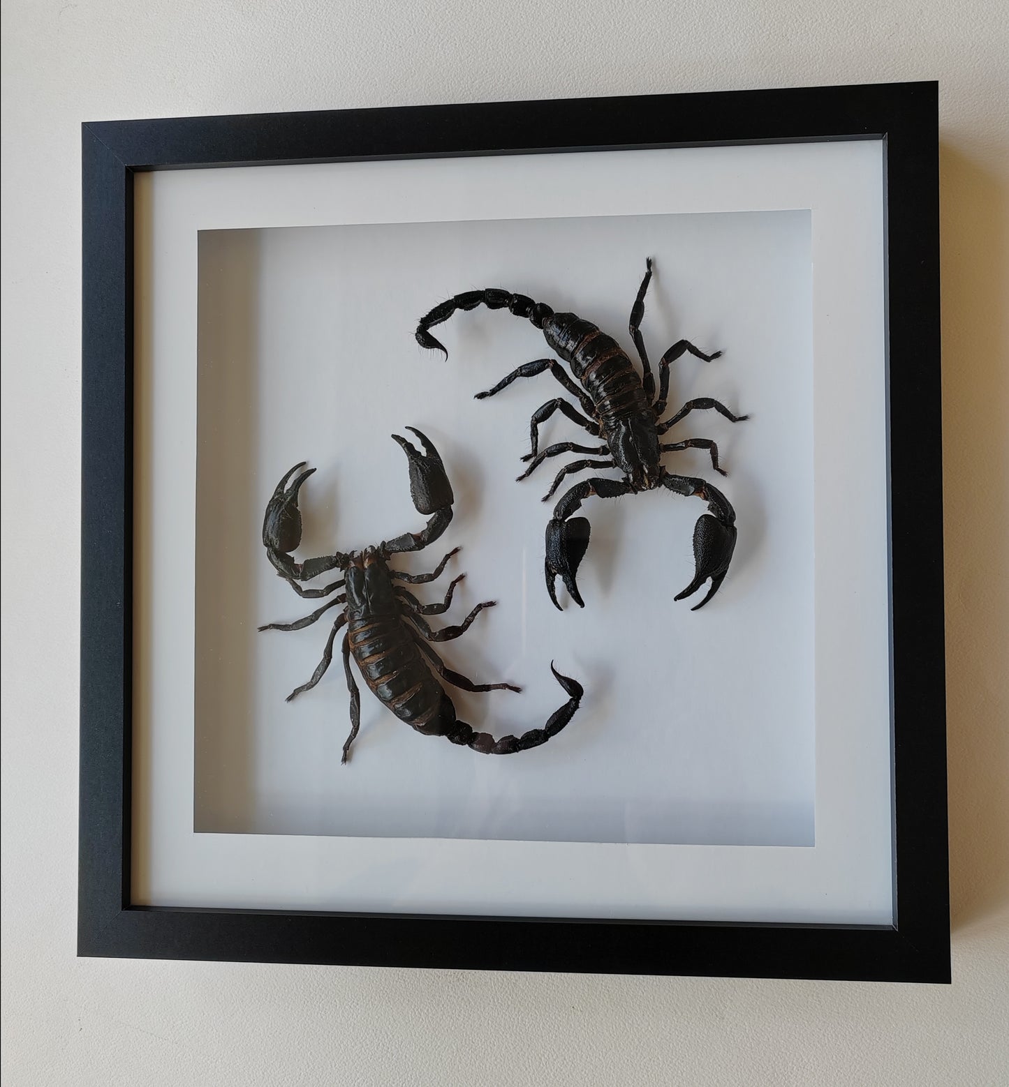 Double giant scorpion framed specimens, Heterometrus laoticus and Javanimetrus cyaneus