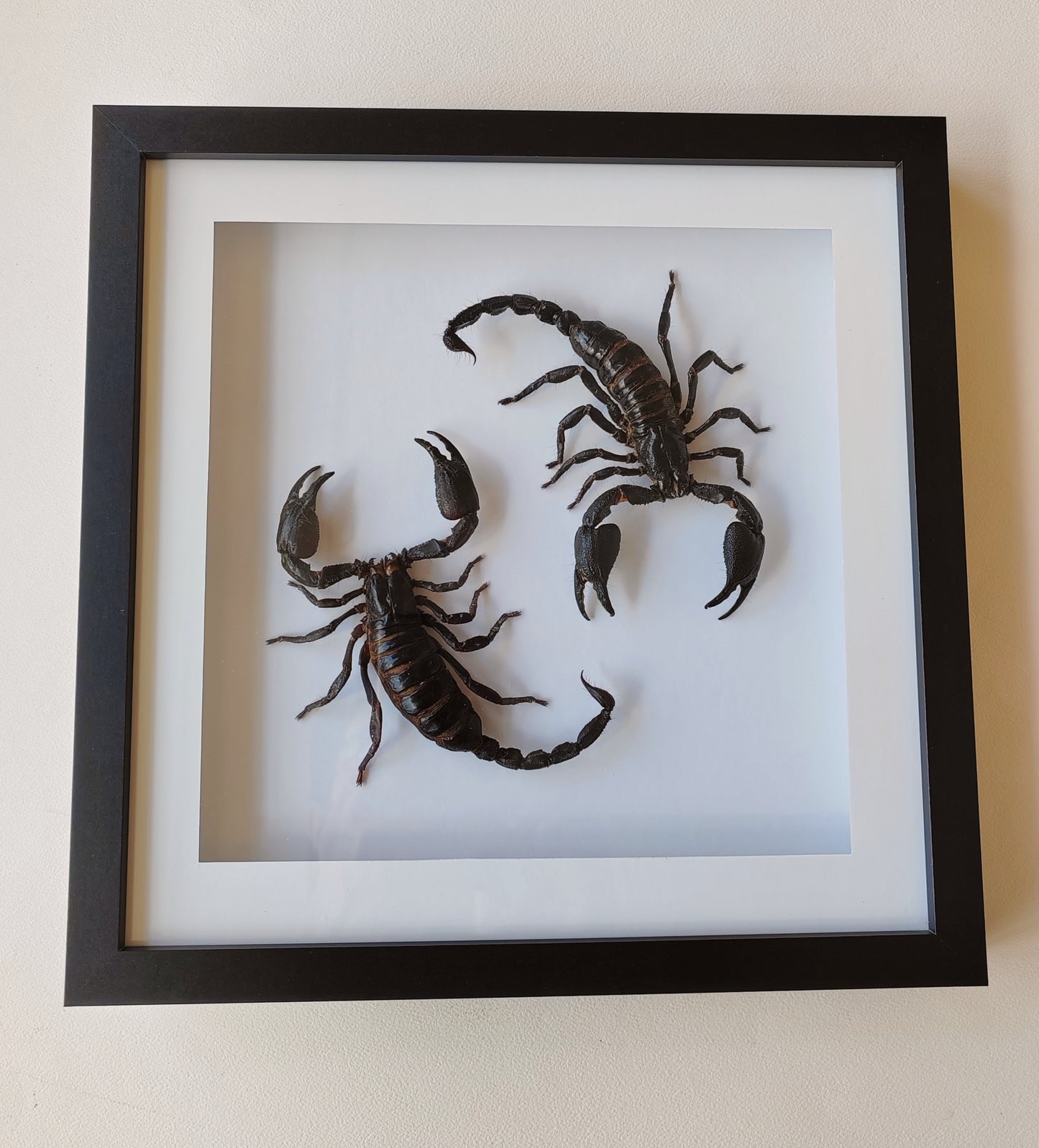 Double giant scorpion framed specimens, Heterometrus laoticus and Javanimetrus cyaneus