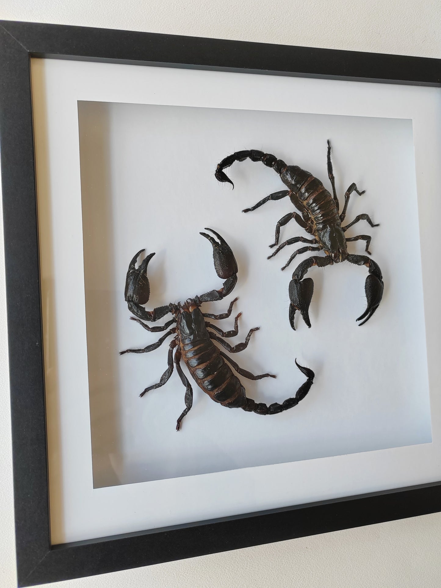 Double giant scorpion framed specimens, Heterometrus laoticus and Javanimetrus cyaneus