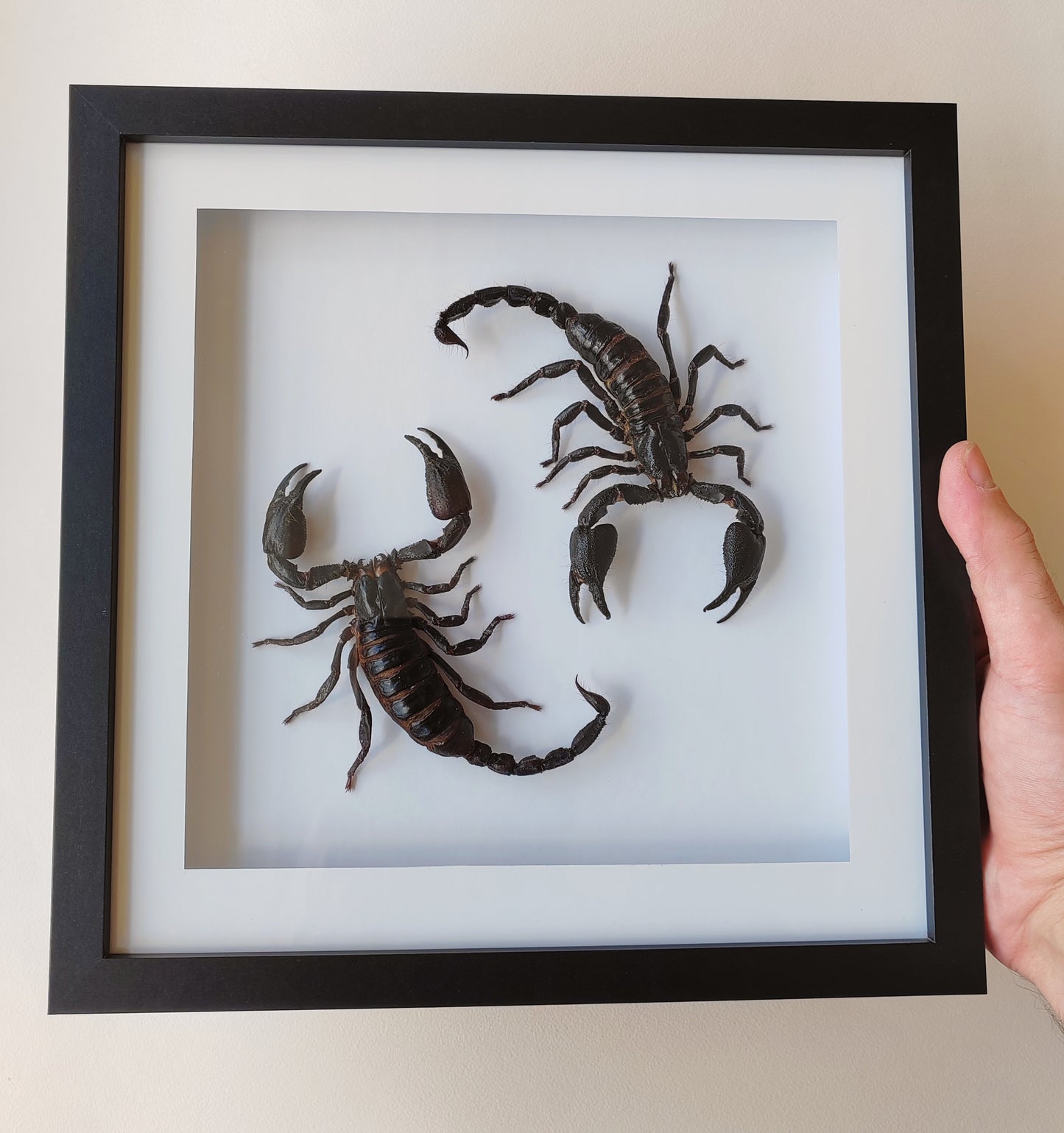 Double giant scorpion framed specimens, Heterometrus laoticus and Javanimetrus cyaneus