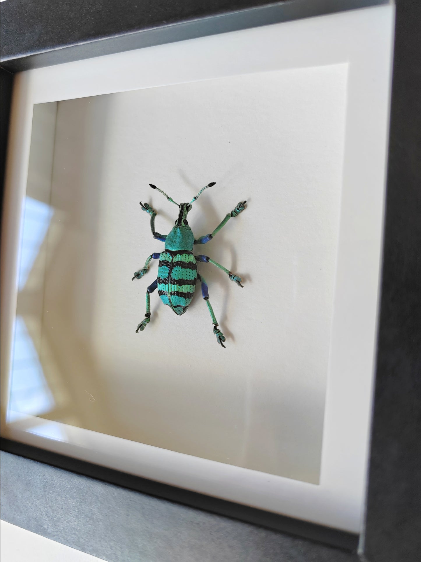 Eupholus chevrolati, real framed specimen