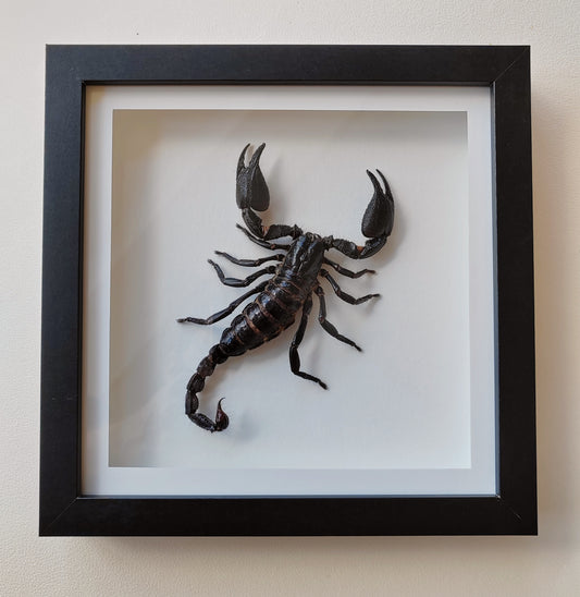 Javanimetrus cyaneus giant scorpion in square frame