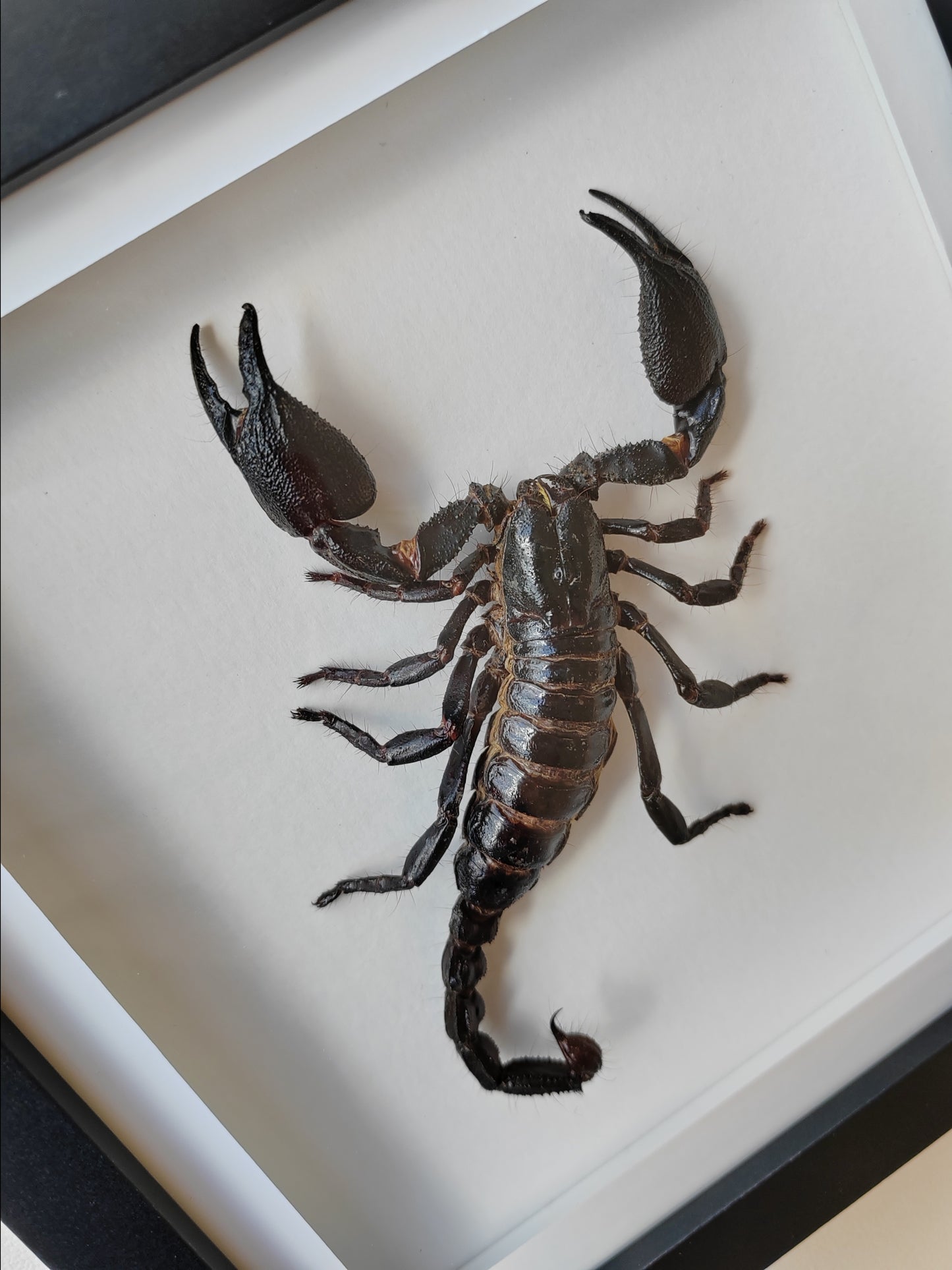 Javanimetrus cyaneus giant scorpion in square frame