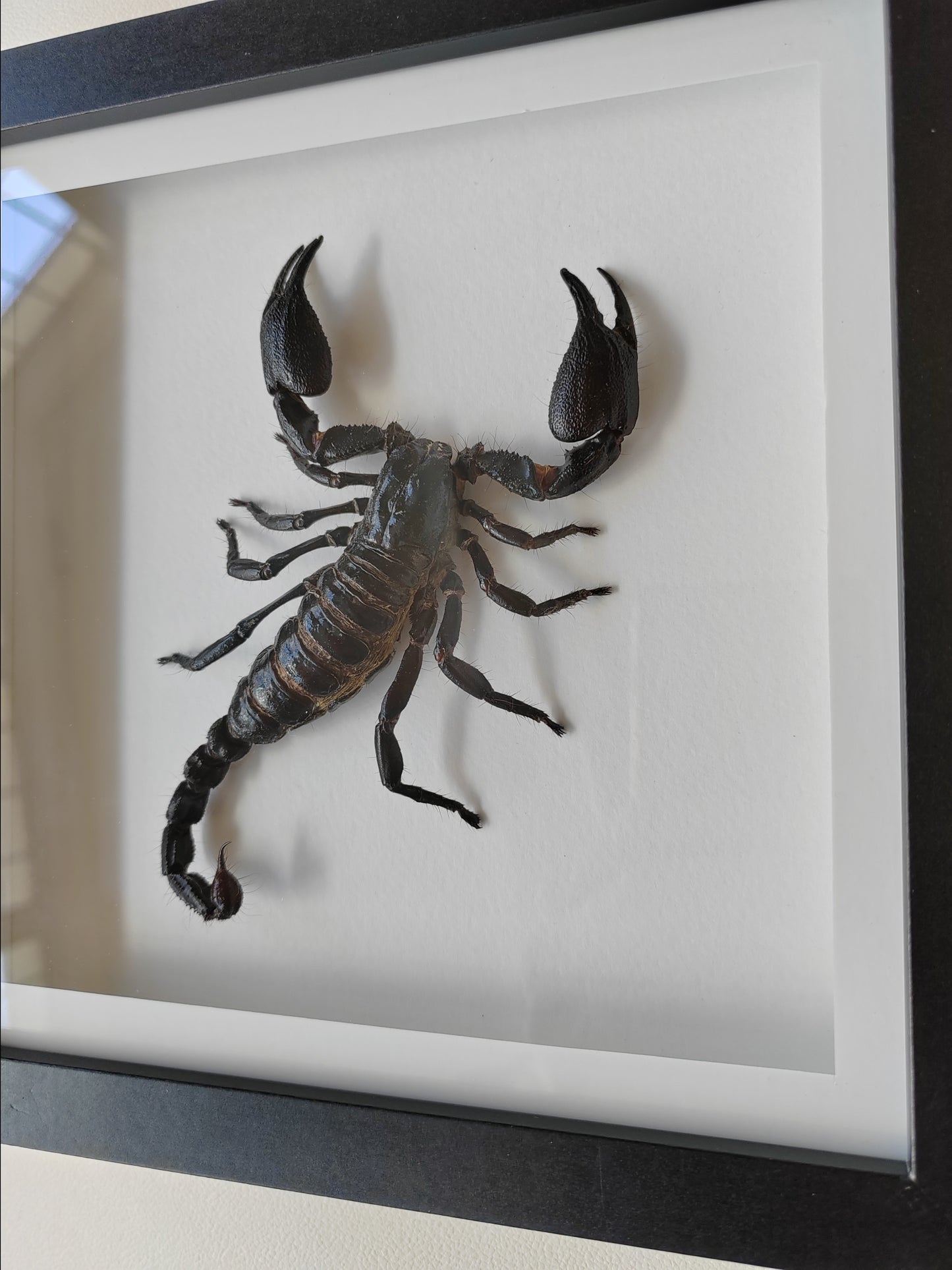 Javanimetrus cyaneus giant scorpion in square frame