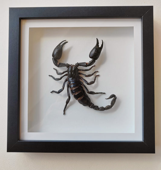 Giant scorpion Heterometrus laoticus in square frame