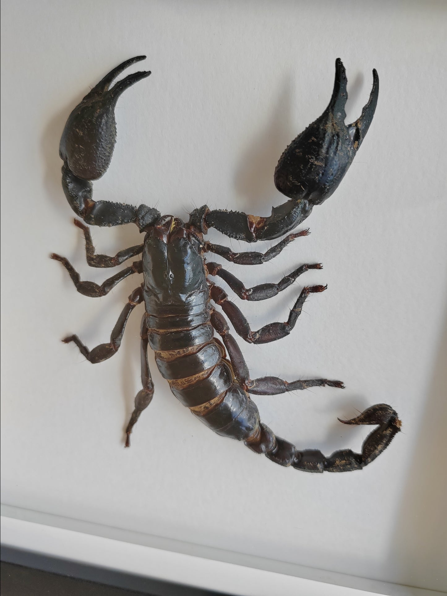 Giant scorpion Heterometrus laoticus in square frame