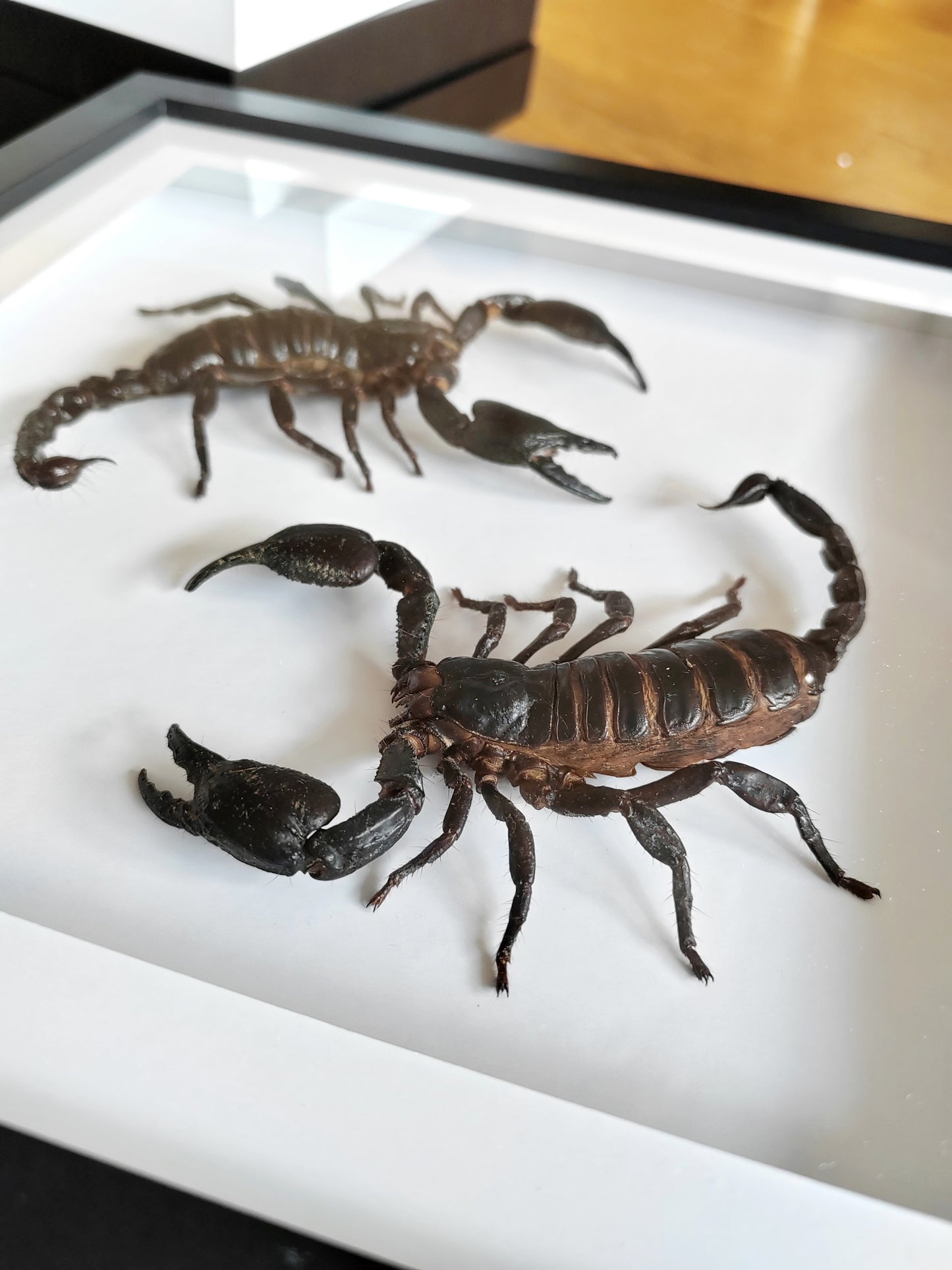 Double giant scorpion framed specimens, Heterometrus laoticus and Javanimetrus cyaneus