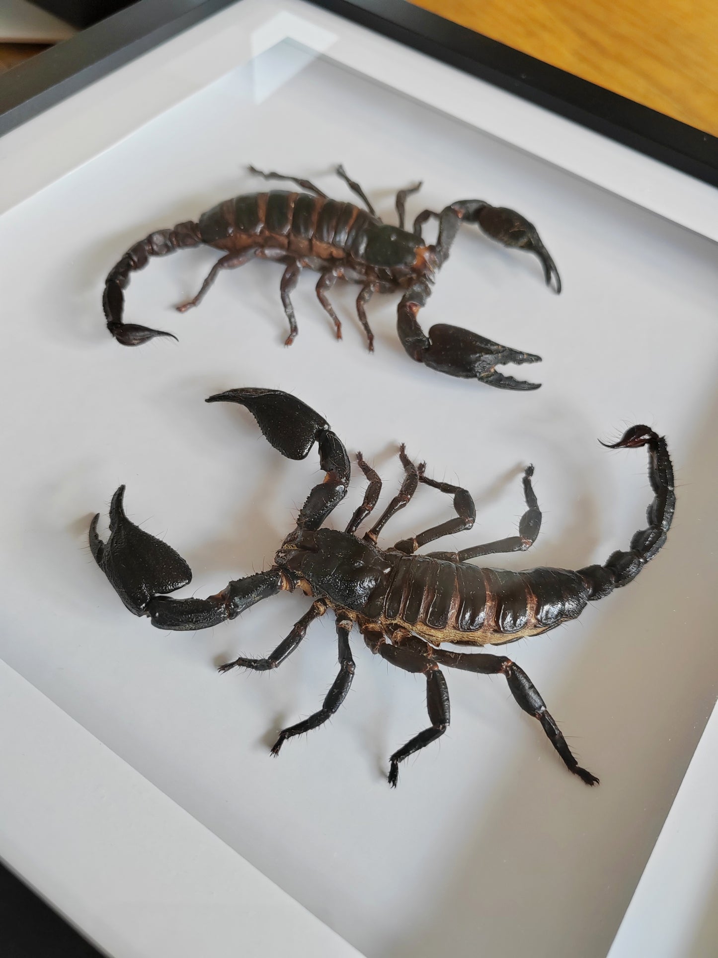 Double giant scorpion framed specimens, Heterometrus laoticus and Javanimetrus cyaneus