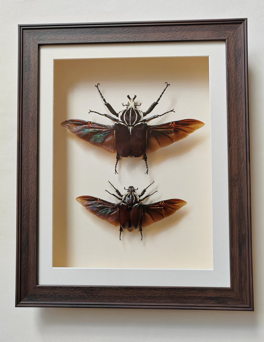 Huge Goliathus goliatus pair, real framed specimens