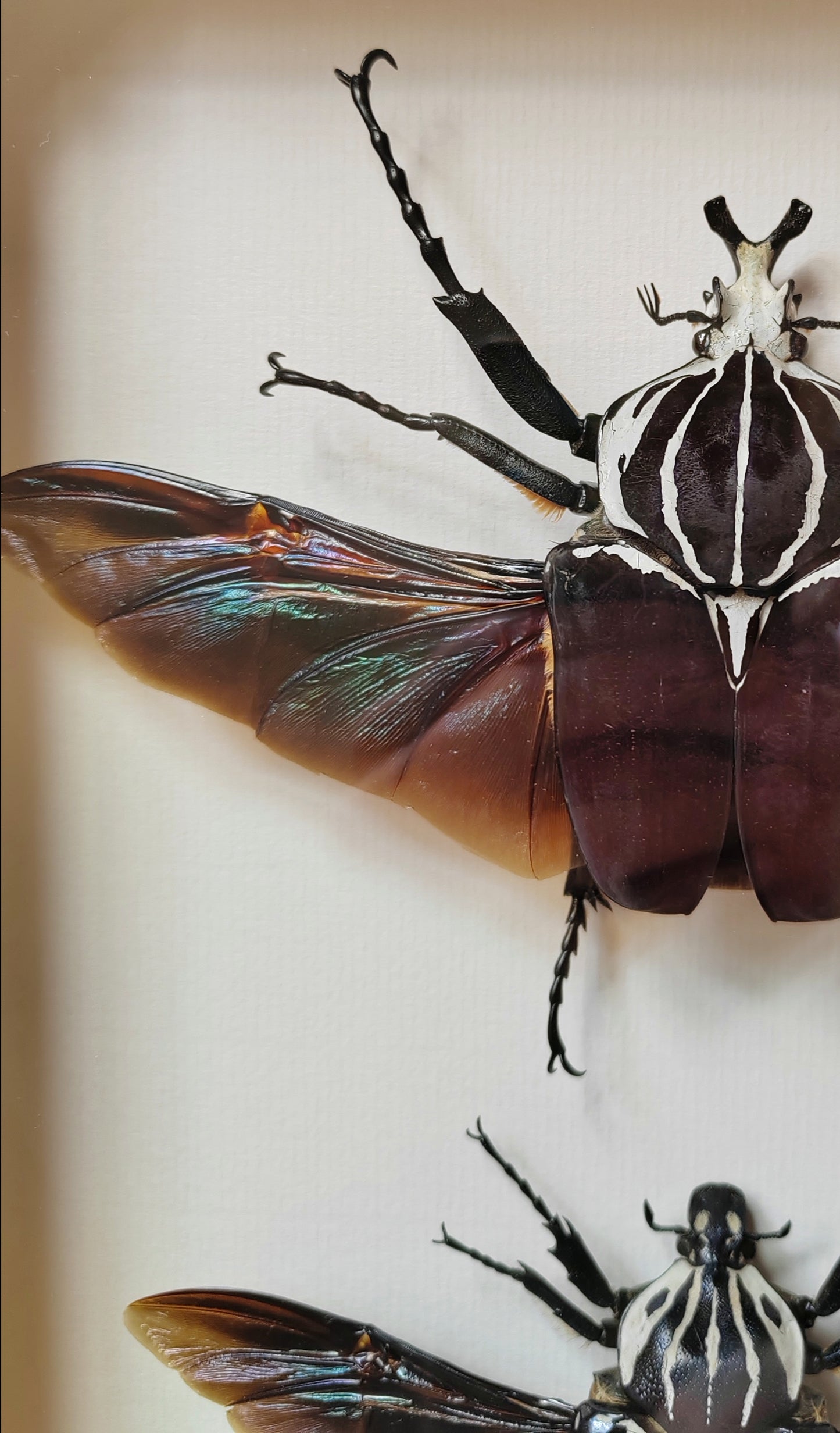 Huge Goliathus goliatus pair, real framed specimens