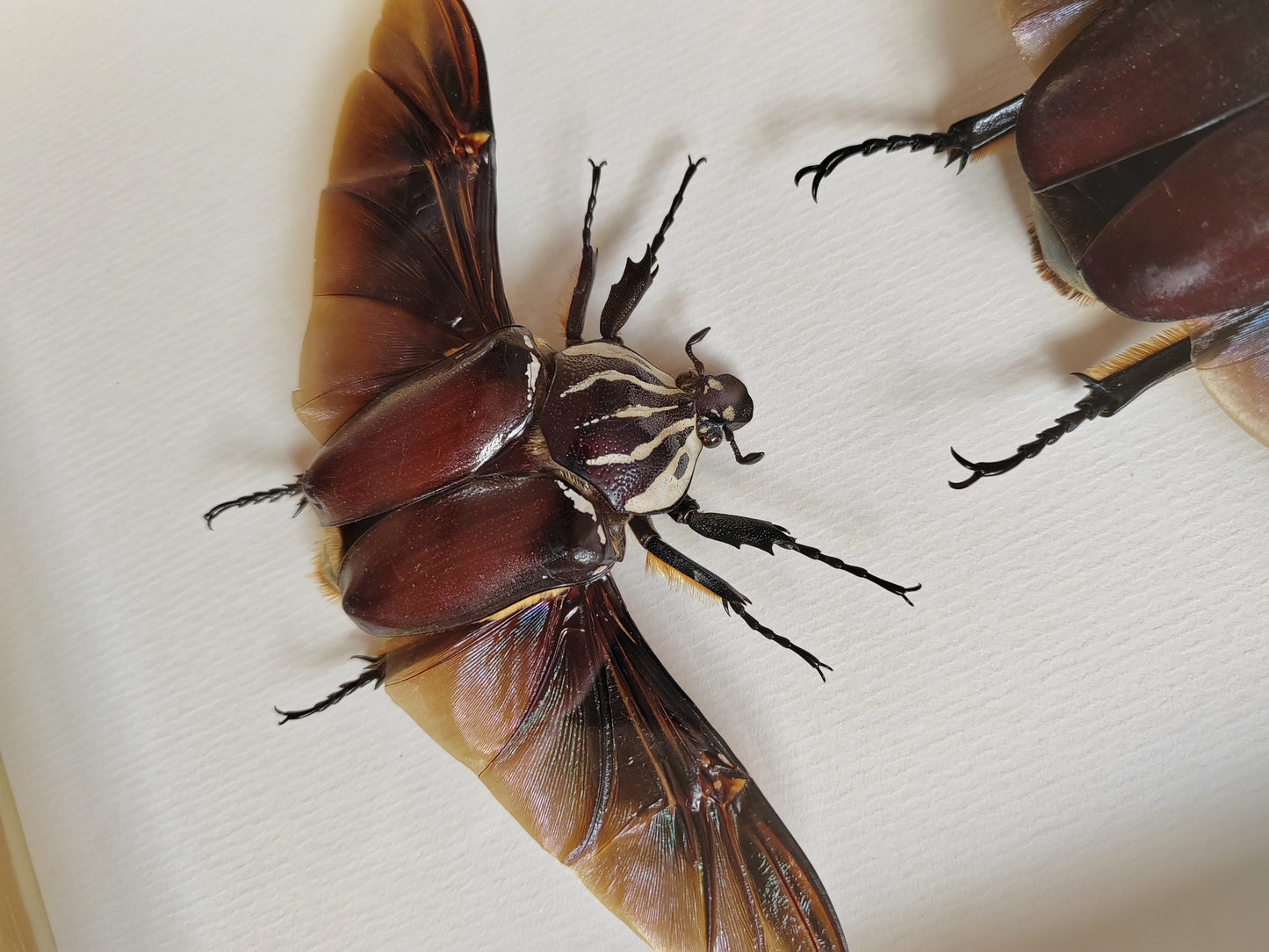 Huge Goliathus goliatus pair, real framed specimens