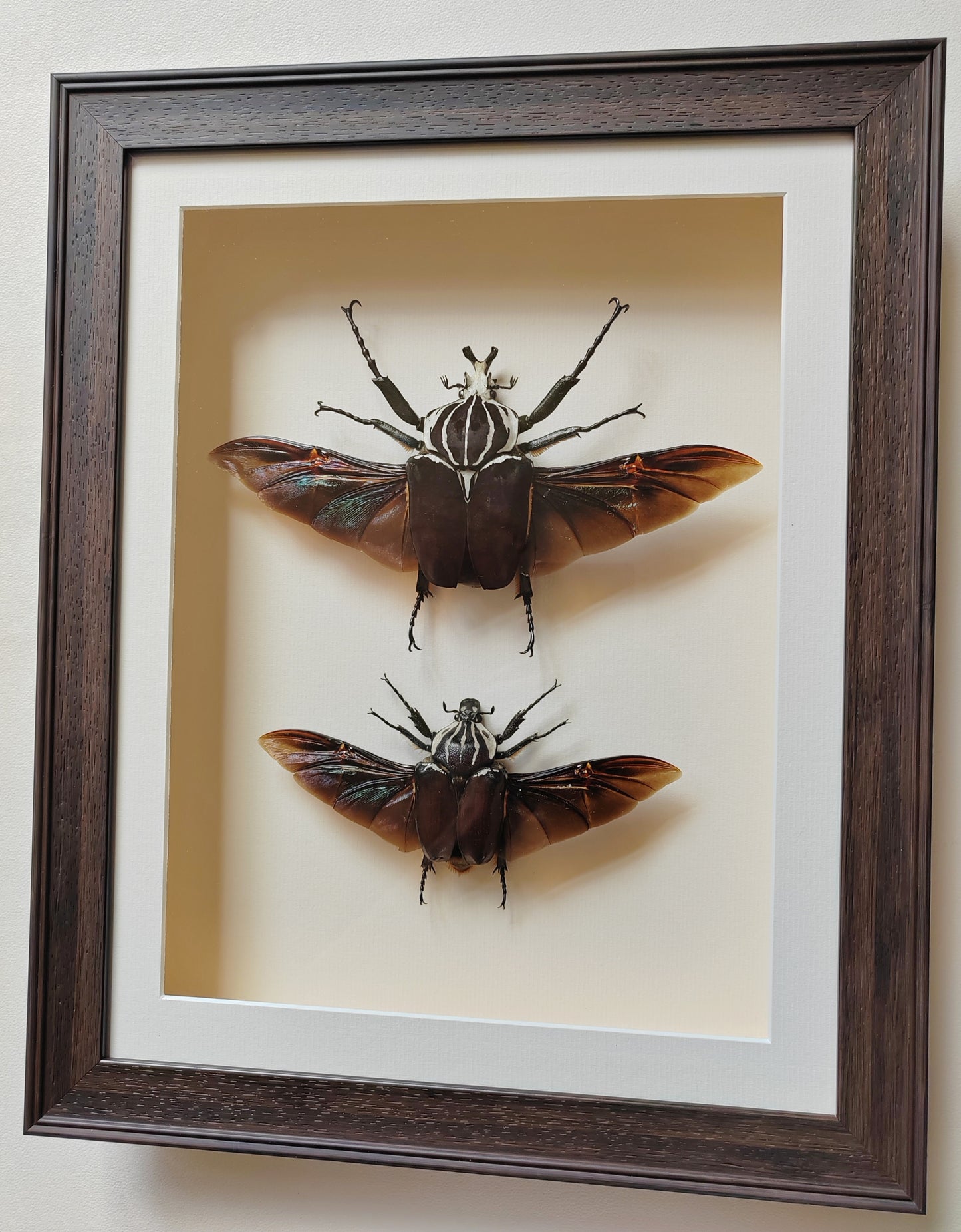 Huge Goliathus goliatus pair, real framed specimens