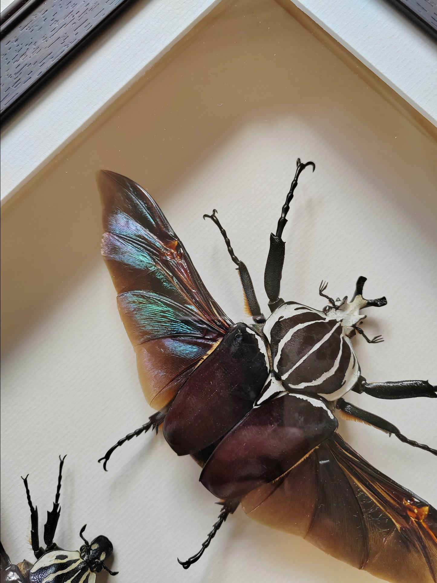 Huge Goliathus goliatus pair, real framed specimens