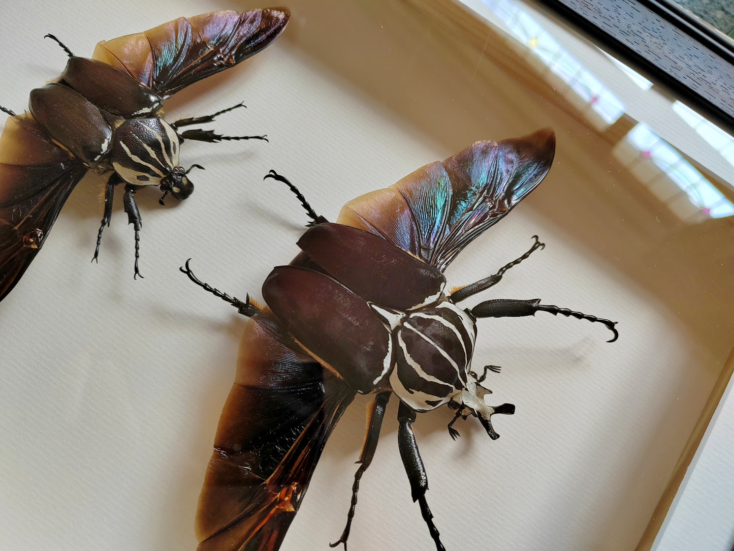 Huge Goliathus goliatus pair, real framed specimens