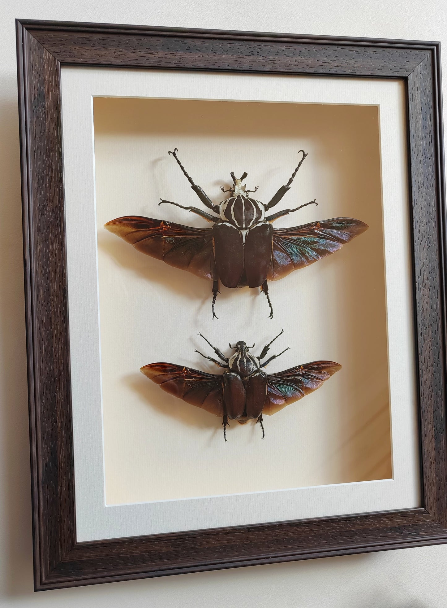 Huge Goliathus goliatus pair, real framed specimens