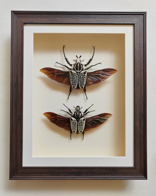 Goliathus meleagris, large pair real framed specimens