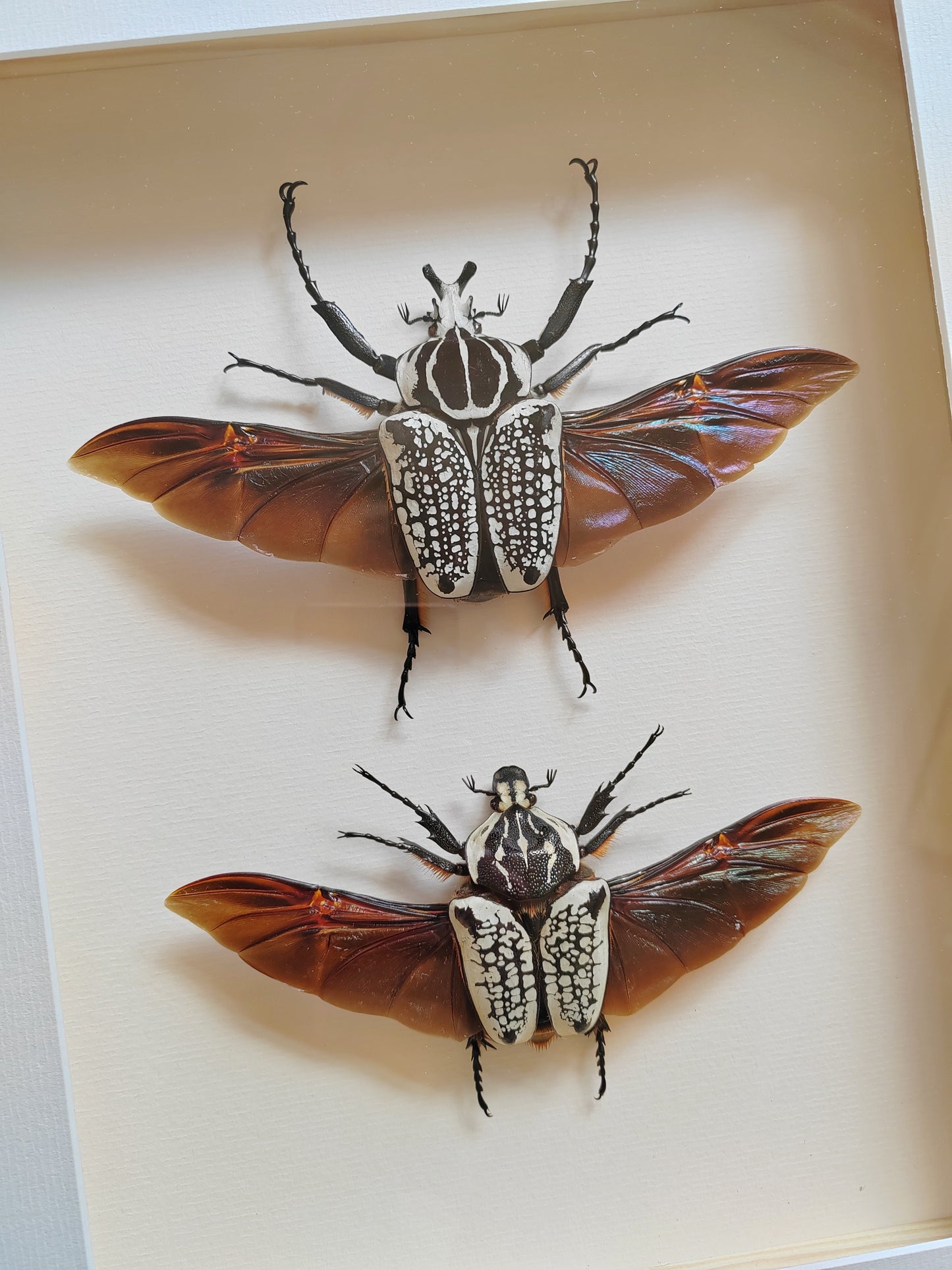 Goliathus meleagris, large pair real framed specimens