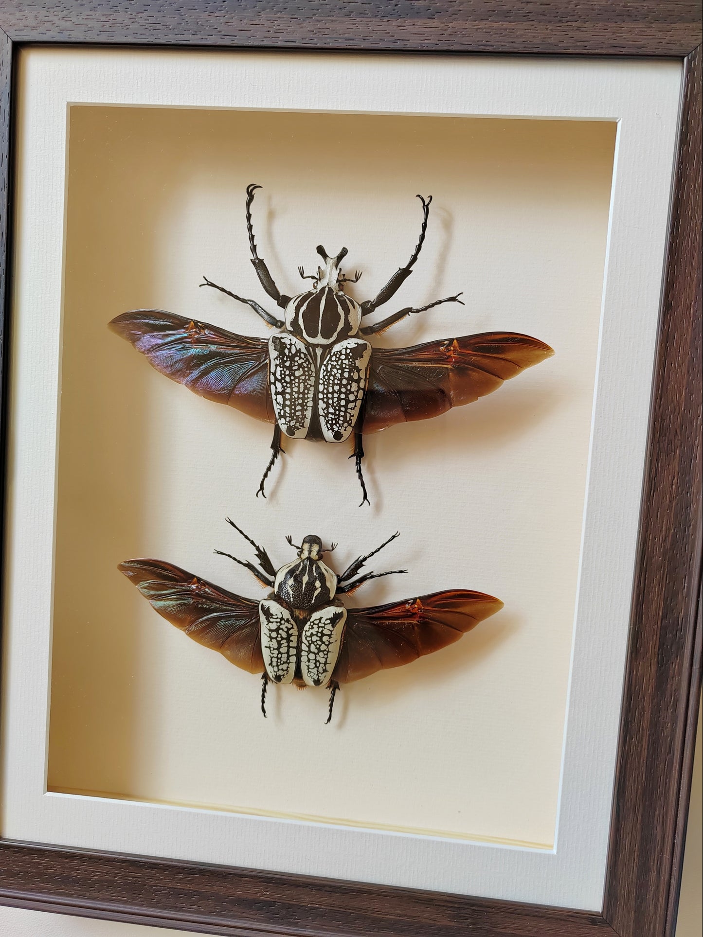 Goliathus meleagris, large pair real framed specimens