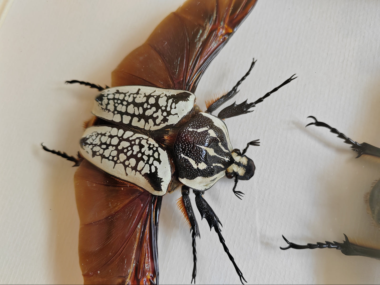 Goliathus meleagris, large pair real framed specimens