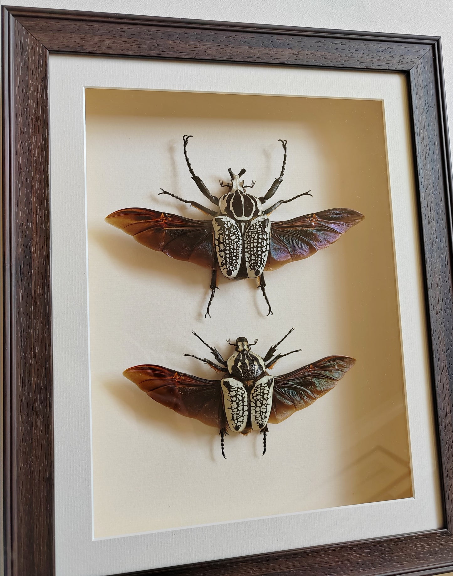 Goliathus meleagris, large pair real framed specimens