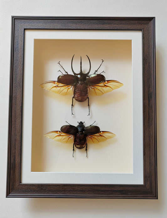 Chalcosoma chiron XL male & female pair, real framed specimens Atlas beetle