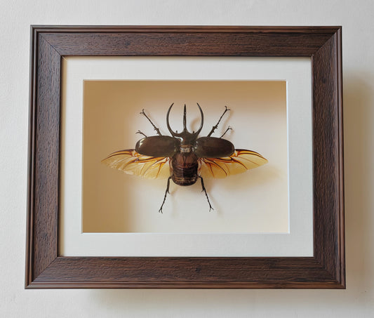 Chalcosoma atlas, large male real framed atlas beetle specimen