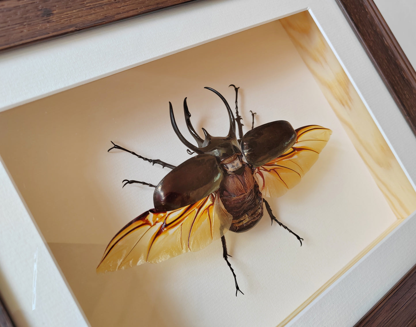 Chalcosoma atlas, large male real framed atlas beetle specimen