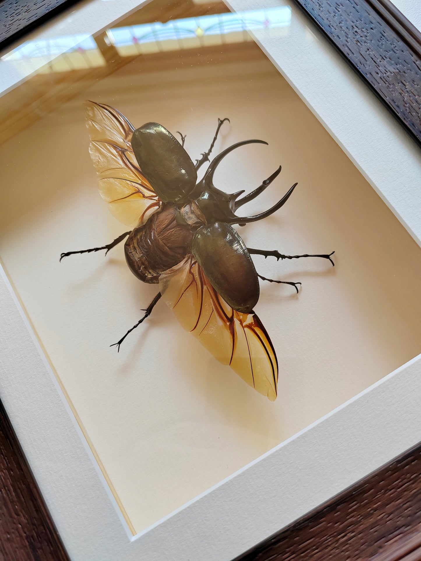 Chalcosoma atlas, large male real framed atlas beetle specimen