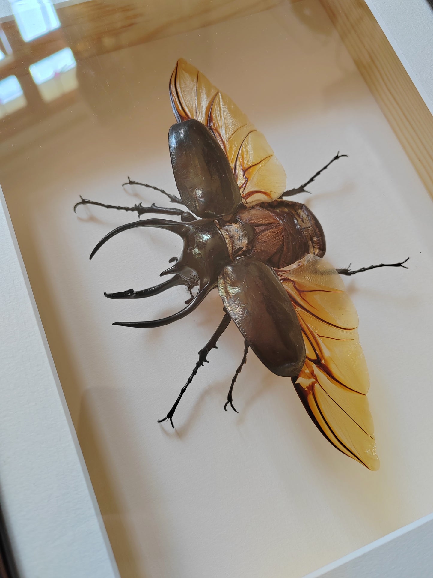 Chalcosoma atlas, large male real framed atlas beetle specimen