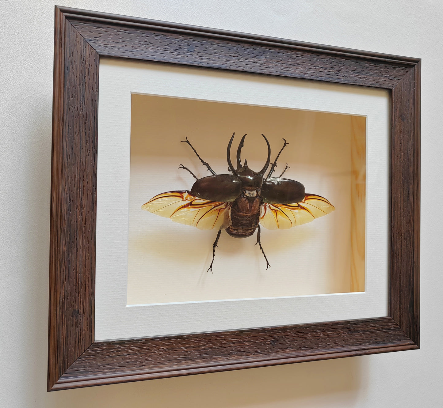 Chalcosoma atlas, large male real framed atlas beetle specimen