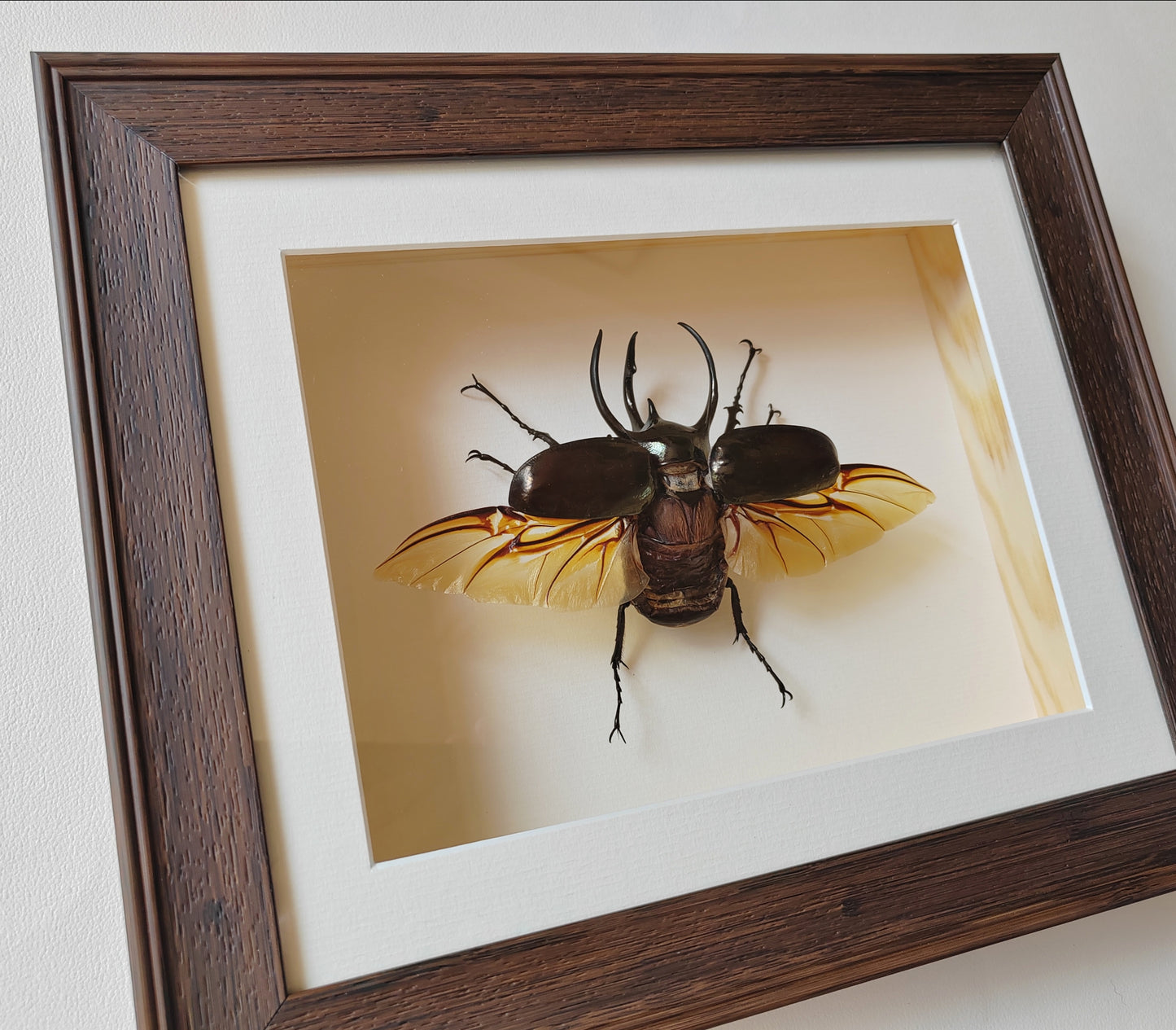 Chalcosoma atlas, large male real framed atlas beetle specimen