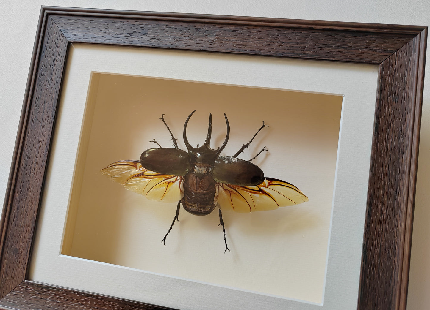 Chalcosoma atlas, large male real framed atlas beetle specimen