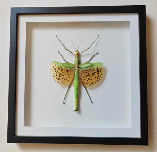 Paracyphocrania major, large winged stick insect real framed specimen