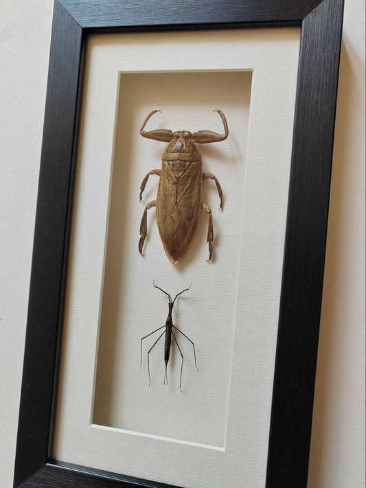 Framed Specimens - Giant Water Bug & Water Stick Insect