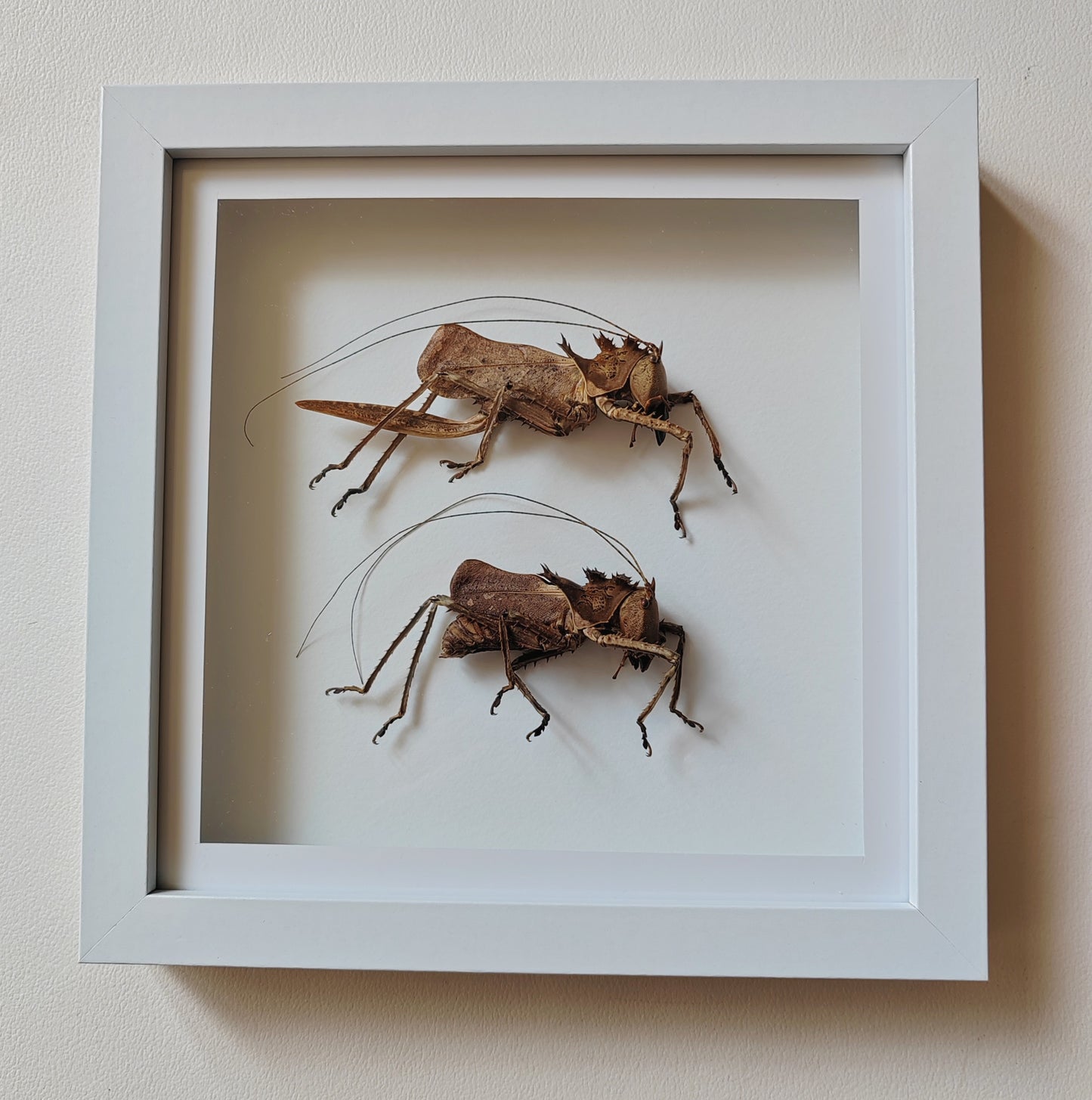 Lesina ensifera, female & male pair, large real framed specimens. Dragon head katydids