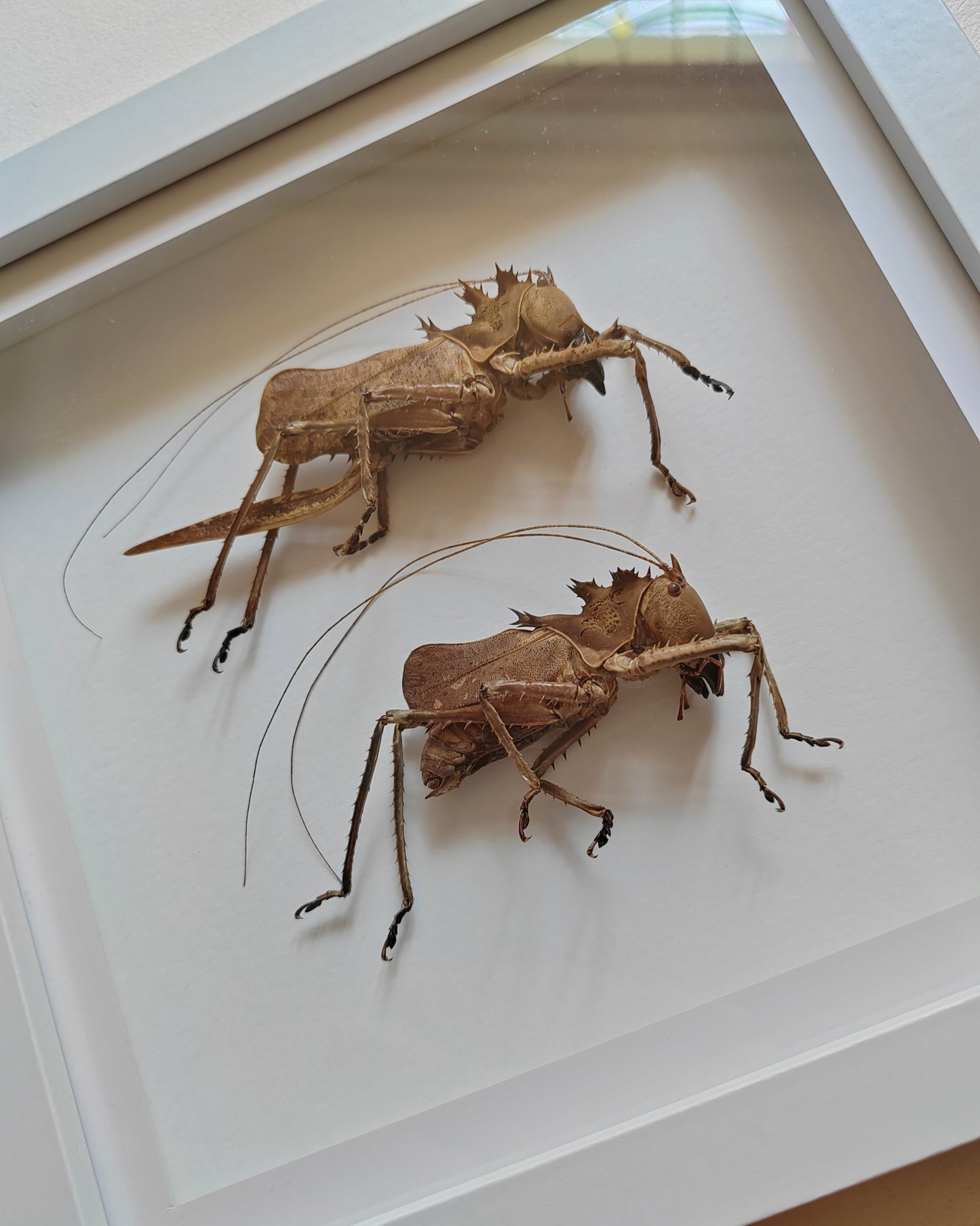 Lesina ensifera, female & male pair, large real framed specimens. Dragon head katydids