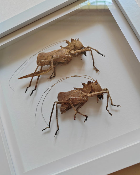 Lesina ensifera, female & male pair, large real framed specimens. Dragon head katydids