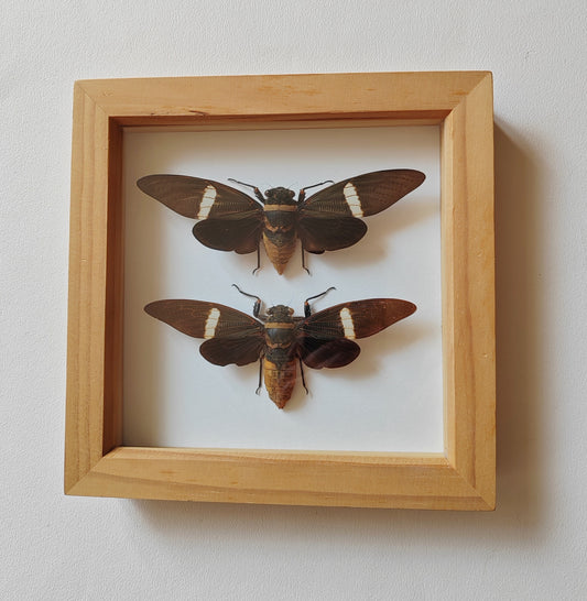 Tosena albata female & male pair, real framed cicada specimens.