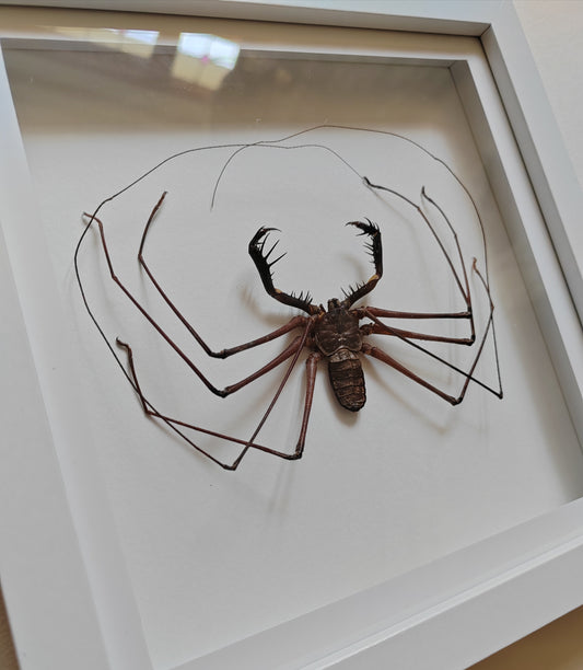 Giant Whip Spider, Phryna sp. Real framed specimen