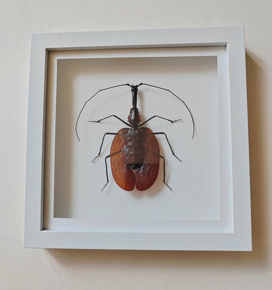 Mormolyce phyllodes, Violin Beetle, real framed specimen