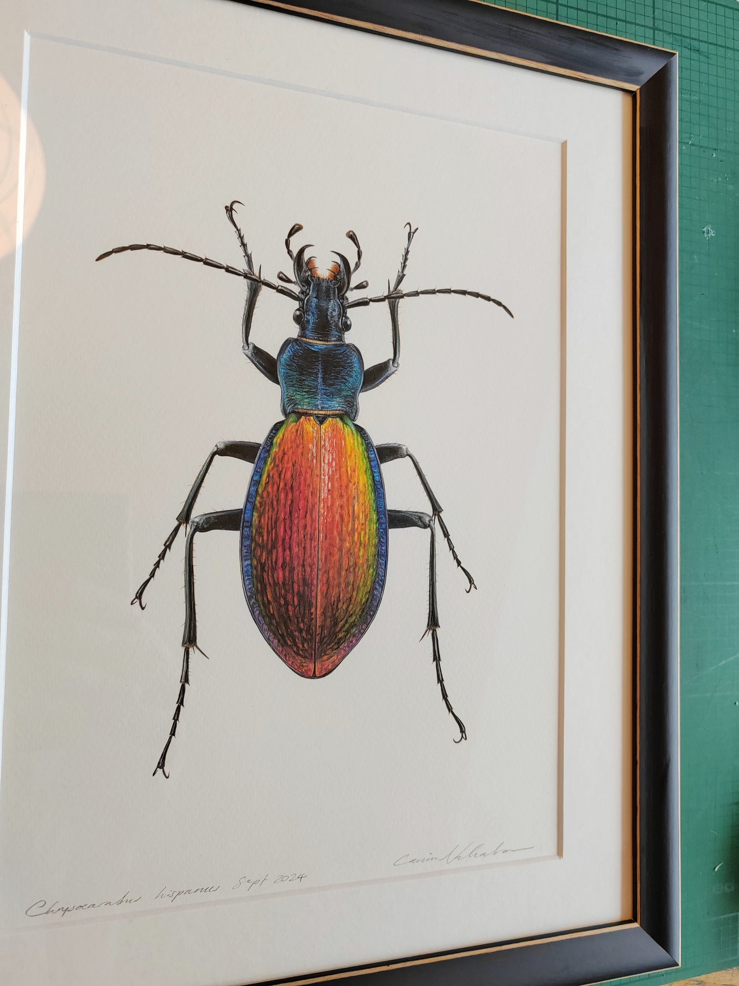 Chrysocarabus hispanus, framed original illustration