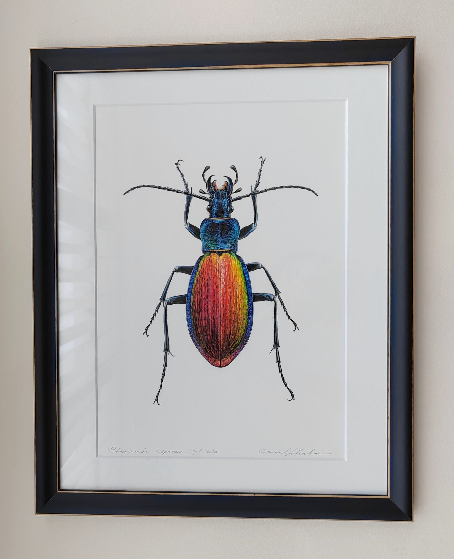 Chrysocarabus hispanus, framed original illustration