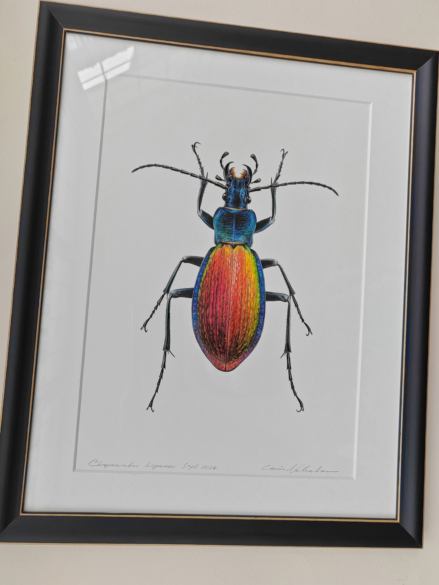 Chrysocarabus hispanus, framed original illustration